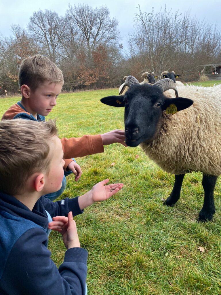 Skudde schapen