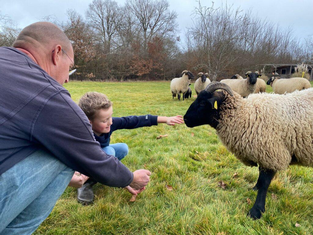 Skudde schapen in de dierenweide